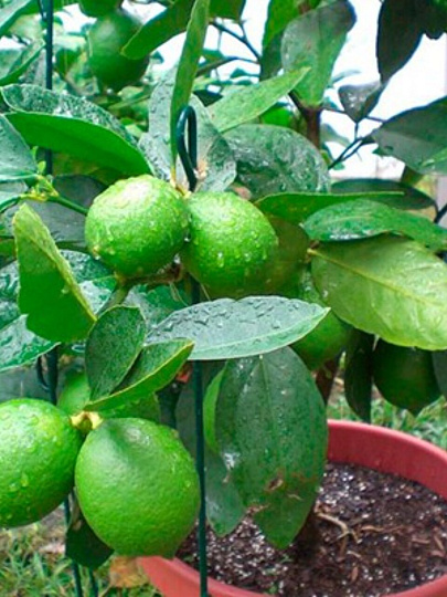 Саженцы Цитрус Лайм, Аурантифолия, 799430