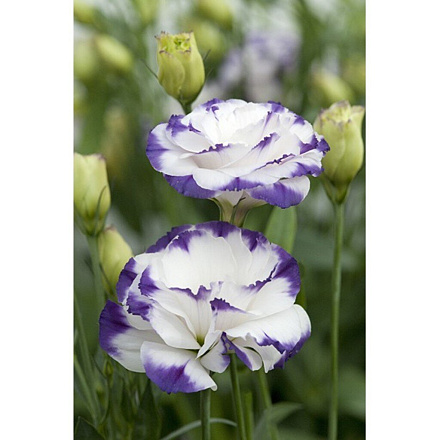 Семена Цветы, Эустома, Супер Мэджик Капри Блю Пикоти, крупноцветковая, цветная упаковка, Поиск