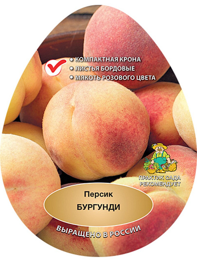 Саженцы Персик, Бургунди, 813279
