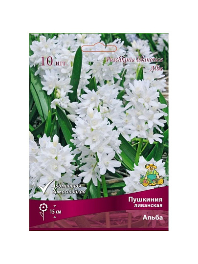 Луковицы Пушкиния ливанская, Альба