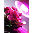 Лампочка светодиодная для растений, E27, 9 Вт, A60, SP, Uniel, Фито ALM01WH, 09645 - фото 3