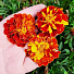 Семена Цветы, Бархатцы, Аспен красный, 0.1 г, красные, цветная упаковка, Аэлита - фото 3