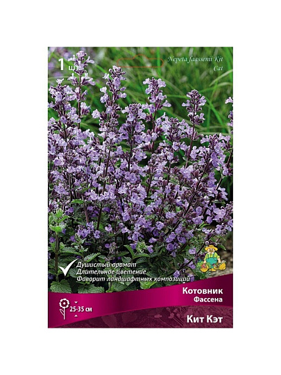 Корневище Котовник Фассена, Кит Кэт