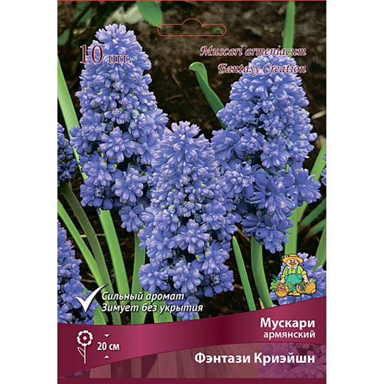 Луковицы Мускари армянский, Фэнтази Криэйшн, 7-8/К, 10 шт