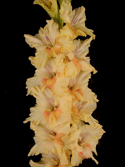 Луковицы Гладиолус крупноцветковый, Лунная Походка, Российская селекция