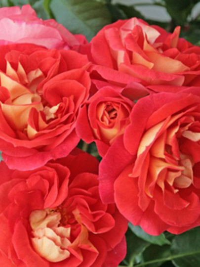 Саженцы Роза флорибунда, Братья Гримм