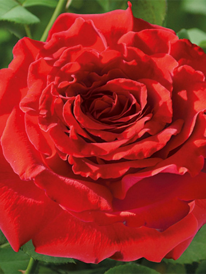 Саженцы Роза плетистая, Грандесса, 799198