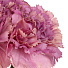 Цветок искусственный декоративный Гвоздика букет, 31 см, фиолетовый, Y6-10409 - фото 3