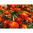 Семена Цветы, Бархатцы, Аспен красный, 0.1 г, красные, цветная упаковка, Аэлита - фото 2