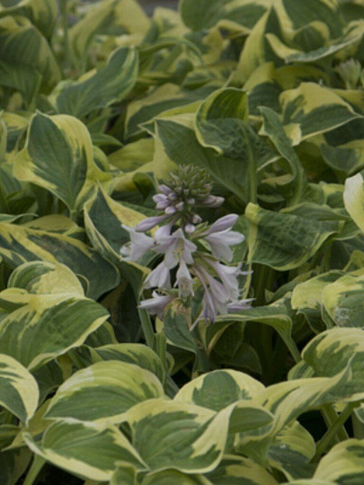 Корневище Хоста гибридная, Вайд Брим