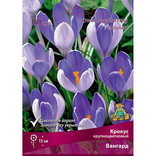 Луковицы Крокус крупноцветковый, Вангард, 8-9/К, 10 шт