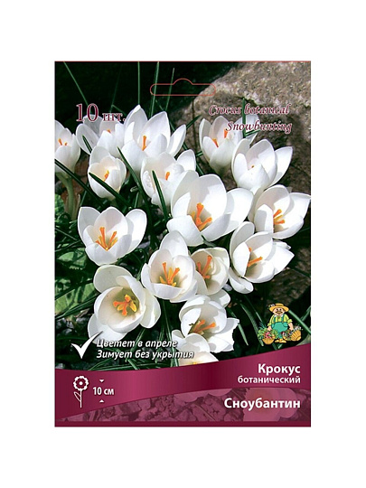 Луковицы Крокус ботанический, Сноубантин, 5-7/К, 10 шт