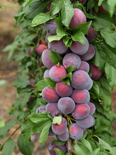 Саженцы Слива русская, (Алыча) Кубанская комета, 752151