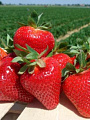 Саженцы Земляника садовая, Джоли, 5 шт, 786993 - фото 2