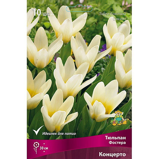 Луковицы Тюльпан Фостера, Концерто, 10-11/К, 10 шт
