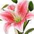 Цветок искусственный декоративный Лилия, 35 см, бело-розовый, Y4-7947 - фото 2