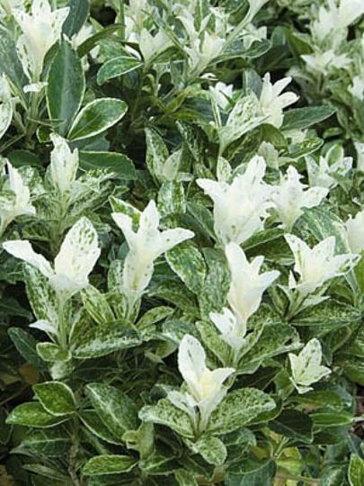 Саженцы Бересклет японские, Пьеролино, 750340