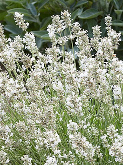 Саженцы Лаванда узколистная, Арктик Сноу, 841882