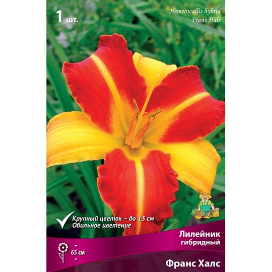 Корневище Лилейник гибридное, Франс Халс, двухцветное