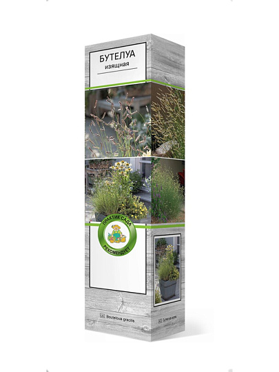 Саженцы Бутелуа изящная, 843150