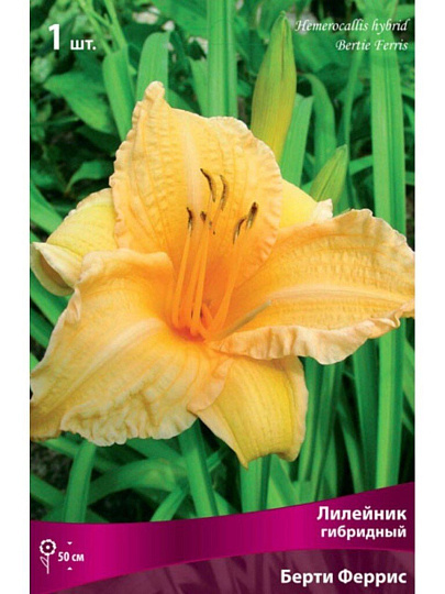 Корневище Лилейник гибридный, Берти Феррис, оранжевый гофрированное