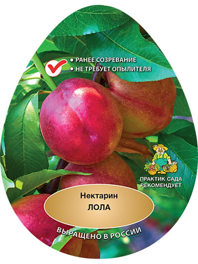 Саженцы Нектарин, Лола, 00000827742