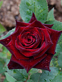 Саженцы Роза чайно-гибридная, Блэк Баккара, темно-красные - фото 5