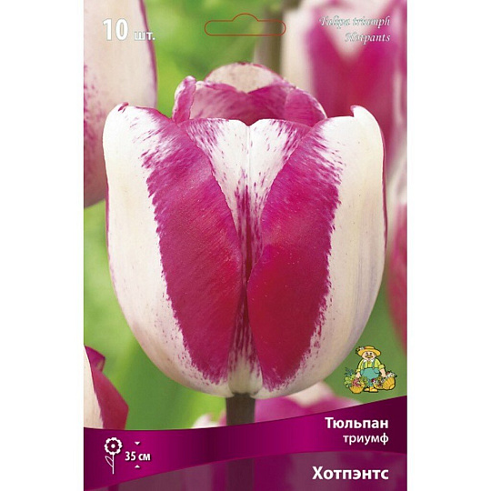Луковицы Тюльпан Триумф, Хотпэнтс, 12+/К, 5 шт