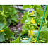 Сетка садовая шпалерная для растений, 200х500 см, хаки, зеленая, Ф-170/2/5 - фото 2