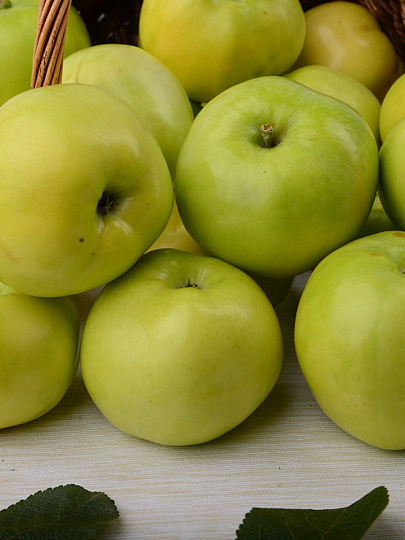 Саженцы Яблоня колонновидная, Президент, подвой 54-118 полукарлик, 752292