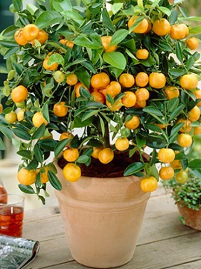 Саженцы Цитрус Мандарин, Ретикулата, 750585