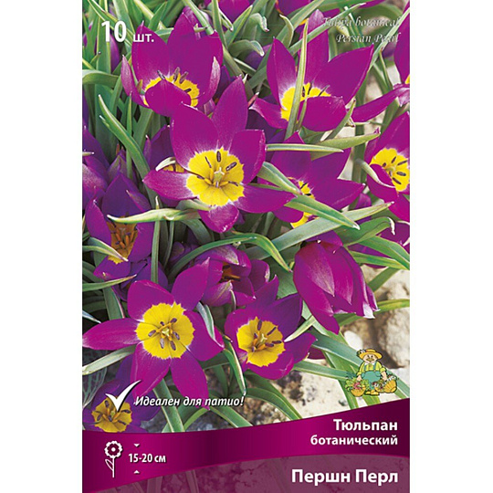Луковицы Тюльпан ботанический, Першн Перл, 6-8/К, 10 шт