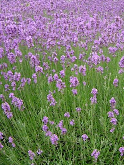 Саженцы Лаванда узколистная, Двоф Блу, 779484