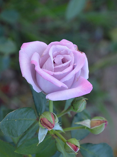 Саженцы Роза плетистая, Клайминг Индиголетта