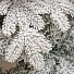 Елка новогодняя напольная, 210 см, Камчатская, ель, белая, хвоя литая, 143210, ЕлкиТорг - фото 2