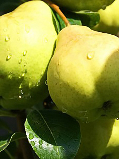 Саженцы Груша, Августовская Роса, 00000763504