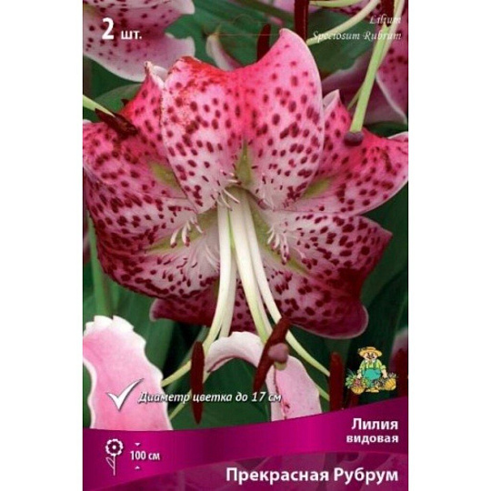 Луковицы Лилия, Прекрасная Рубрум, 14-16/К, 2 шт