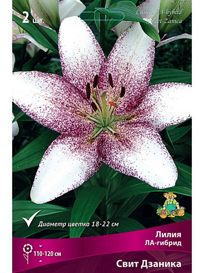 Луковицы Лилия ЛА-Гибрид, Свит Дзаника, 14-16, 2 шт