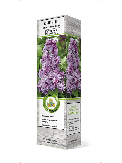 Саженцы Сирень обыкновенная, Катерина Хавемейер