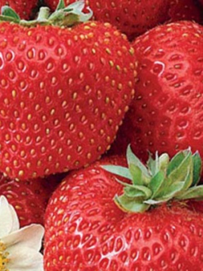 Саженцы Земляника садовая, Елизавета 2, 3 шт, 678352