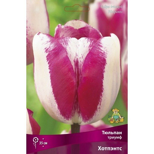 Луковицы Тюльпан Триумф, Хотпэнтс, 11-12/К, 10 шт