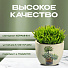 Кашпо керамика, 0.2 л, 6.5х8х6.5 см, в ассортименте, Кактусы, Y3-1295/318493 - фото 5