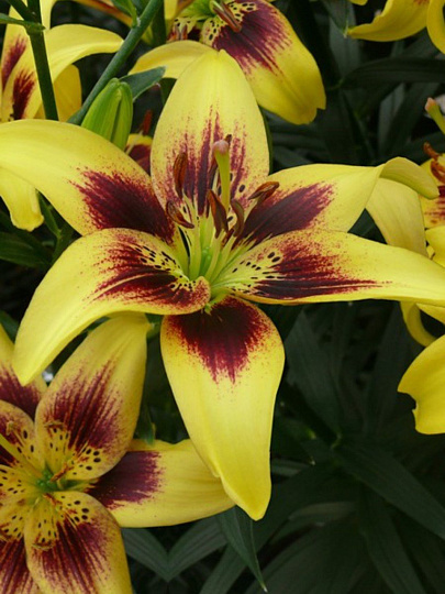 Луковицы Лилия азиатская, Пьетон