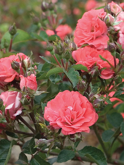 Саженцы Роза Мейян флорибунда, Корал Дрифт, 820388