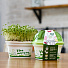 Набор для выращивания Микрозелень, Брюква, Моя микрозелень, Здоровья клад - фото 3