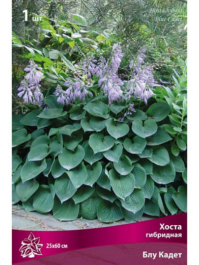 Корневище Хоста гибридная, Блу Кадет