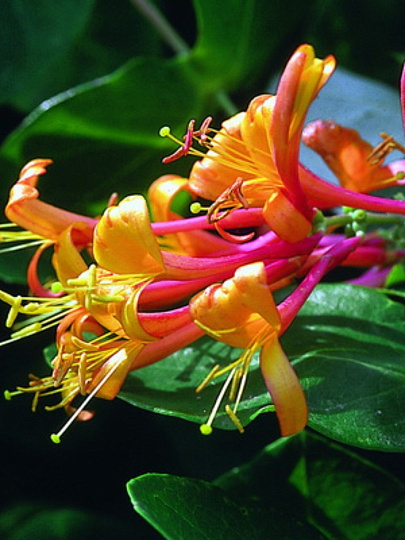 Саженцы Жимолость, Гекротта Американ Бьюти, декоративная, 750879