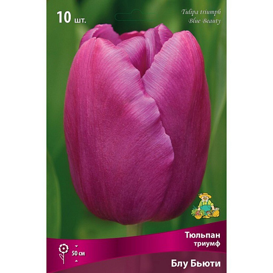 Луковицы Тюльпан Триумф, Блу Бьюти, 11-12/К, 10 шт