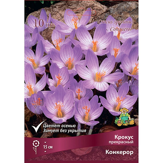 Луковицы Крокус прекрасный, Конкерор, 5-7/К, 10 шт
