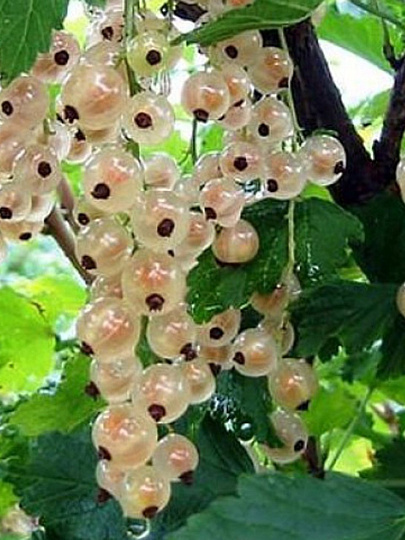 Саженцы Смородина белая, Беляна, традиционные сорта